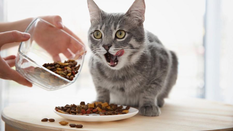 3 Merek Makanan Kucing Terbaik serta Bernutrisi