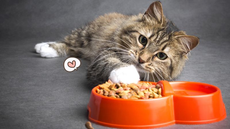5 Makanan Kucing Terbaik serta Panduan Penting Memilihnya